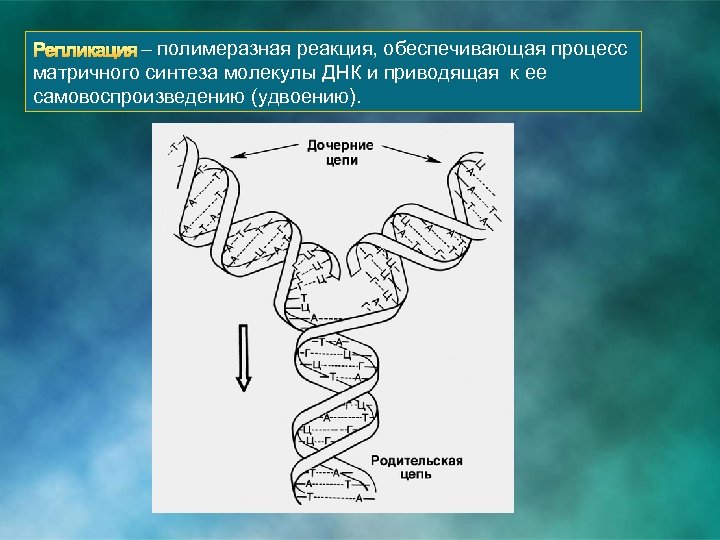 Репликация – полимеразная реакция, обеспечивающая процесс матричного синтеза молекулы ДНК и приводящая к ее