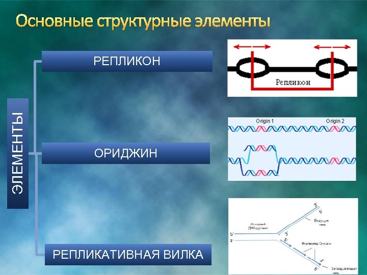 Основные структурные элементы ЭЛЕМЕНТЫ РЕПЛИКОН ОРИДЖИН РЕПЛИКАТИВНАЯ ВИЛКА 