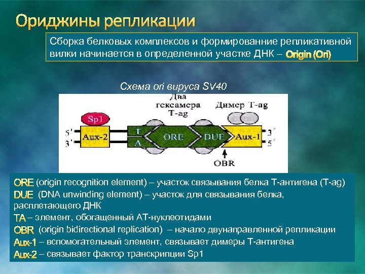 Ориджины репликации Сборка белковых комплексов и формированние репликативной вилки начинается в определенной участке ДНК