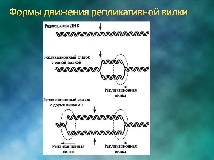 Формы движения репликативной вилки 