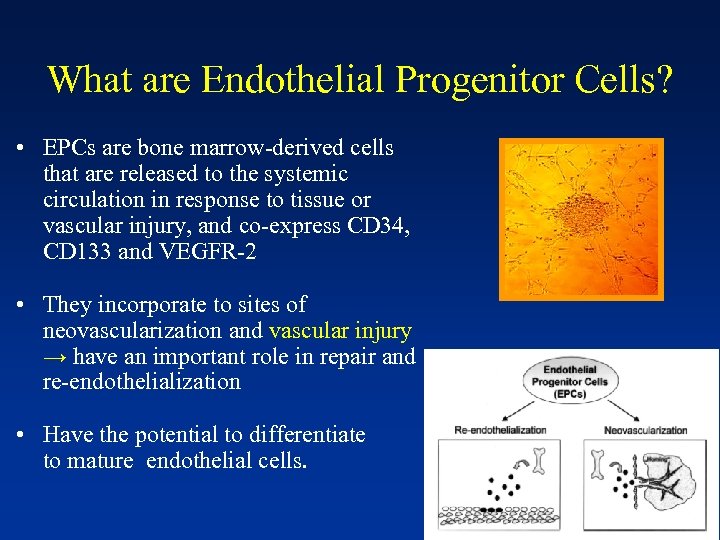 What are Endothelial Progenitor Cells? • EPCs are bone marrow-derived cells that are released