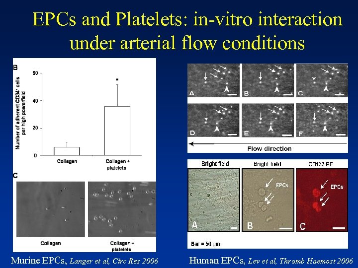 EPCs and Platelets: in-vitro interaction under arterial flow conditions Murine EPCs, Langer et al,