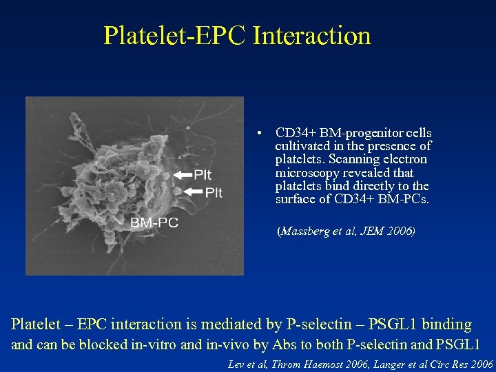Platelet-EPC Interaction • CD 34+ BM-progenitor cells cultivated in the presence of platelets. Scanning