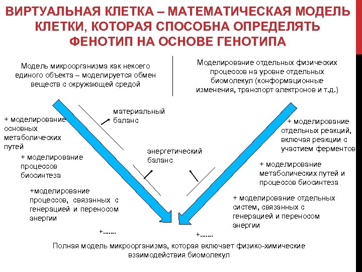 ВИРТУАЛЬНАЯ КЛЕТКА – МАТЕМАТИЧЕСКАЯ МОДЕЛЬ КЛЕТКИ, КОТОРАЯ СПОСОБНА ОПРЕДЕЛЯТЬ ФЕНОТИП НА ОСНОВЕ ГЕНОТИПА Модель