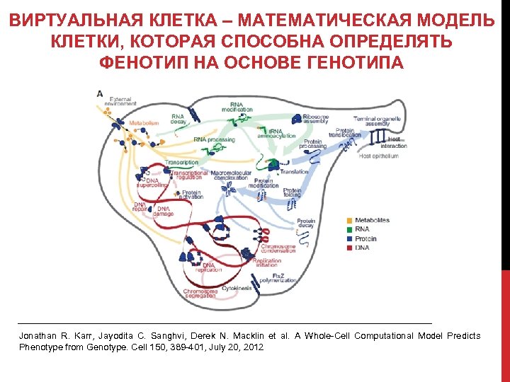 ВИРТУАЛЬНАЯ КЛЕТКА – МАТЕМАТИЧЕСКАЯ МОДЕЛЬ КЛЕТКИ, КОТОРАЯ СПОСОБНА ОПРЕДЕЛЯТЬ ФЕНОТИП НА ОСНОВЕ ГЕНОТИПА Jonathan