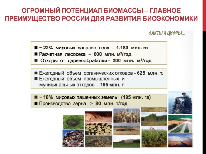 ОГРОМНЫЙ ПОТЕНЦИАЛ БИОМАССЫ – ГЛАВНОЕ ПРЕИМУЩЕСТВО РОССИИ ДЛЯ РАЗВИТИЯ БИОЭКОНОМИКИ 