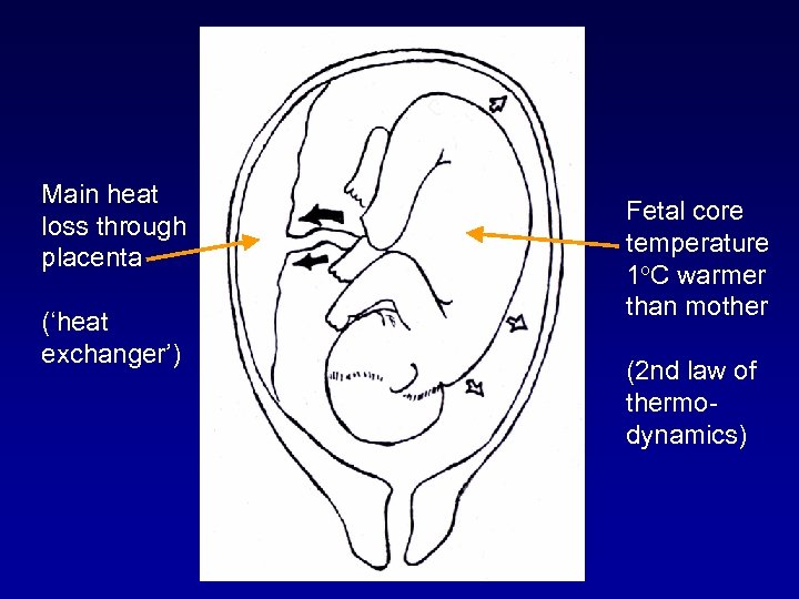 Main heat loss through placenta (‘heat exchanger’) Fetal core temperature 1 o. C warmer