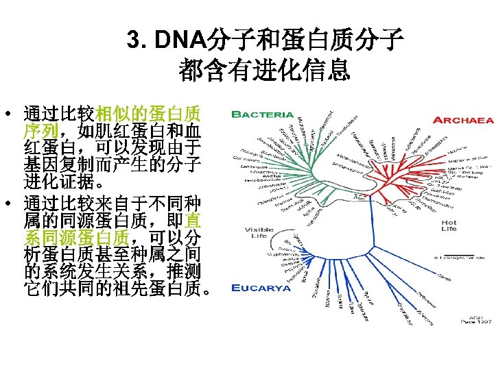 3. DNA分子和蛋白质分子 都含有进化信息 • 通过比较相似的蛋白质 序列，如肌红蛋白和血 红蛋白，可以发现由于 基因复制而产生的分子 进化证据。 • 通过比较来自于不同种 属的同源蛋白质，即直 系同源蛋白质，可以分 析蛋白质甚至种属之间