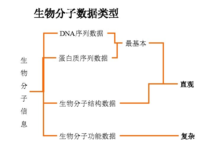 生物分子数据类型 DNA序列数据 最基本 生 蛋白质序列数据 物 直观 分 子 生物分子结构数据 信 息 生物分子功能数据 复杂