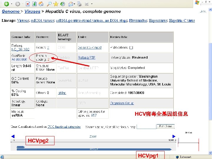 HCV病毒全基因组信息 HCVpg 2 HCVpg 1 