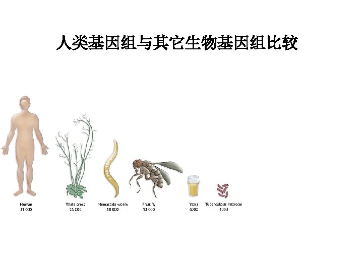 人类基因组与其它生物基因组比较 