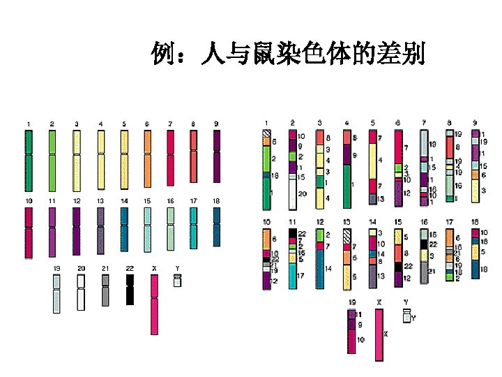 例：人与鼠染色体的差别 