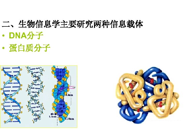二、生物信息学主要研究两种信息载体 • DNA分子 • 蛋白质分子 