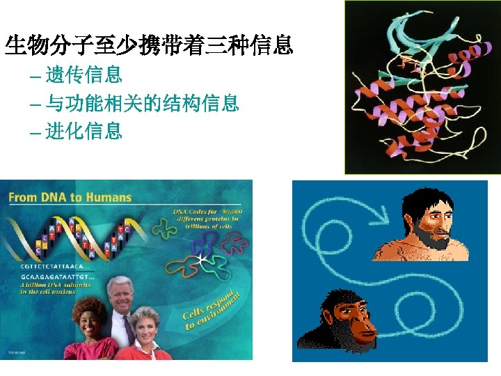 生物分子至少携带着三种信息 – 遗传信息 – 与功能相关的结构信息 – 进化信息 