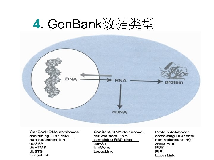 4. Gen. Bank数据类型 
