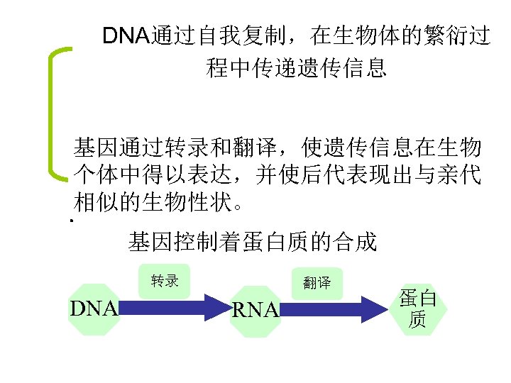 DNA通过自我复制，在生物体的繁衍过 程中传递遗传信息 基因通过转录和翻译，使遗传信息在生物 个体中得以表达，并使后代表现出与亲代 相似的生物性状。 基因控制着蛋白质的合成 转录 DNA 翻译 RNA 蛋白 质 
