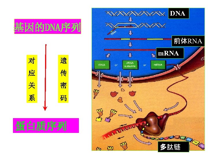 DNA 基因的DNA序列 前体RNA m. RNA 对 遗 应 传 关 密 系 码 蛋白质序列