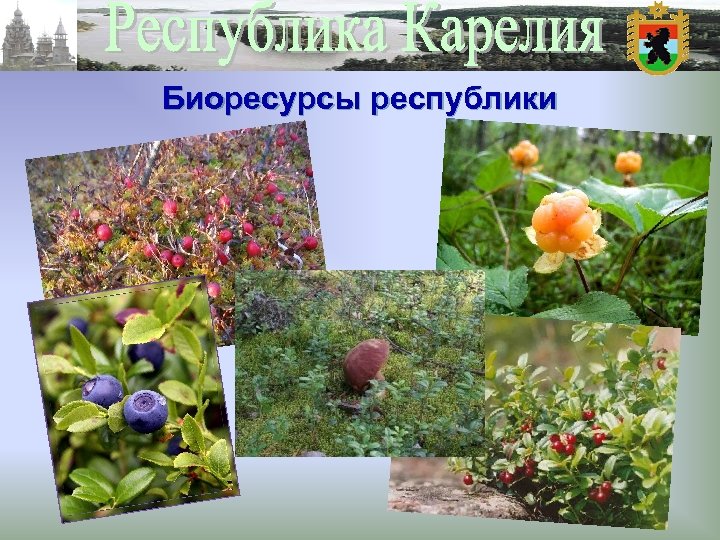 Биоресурсы республики 