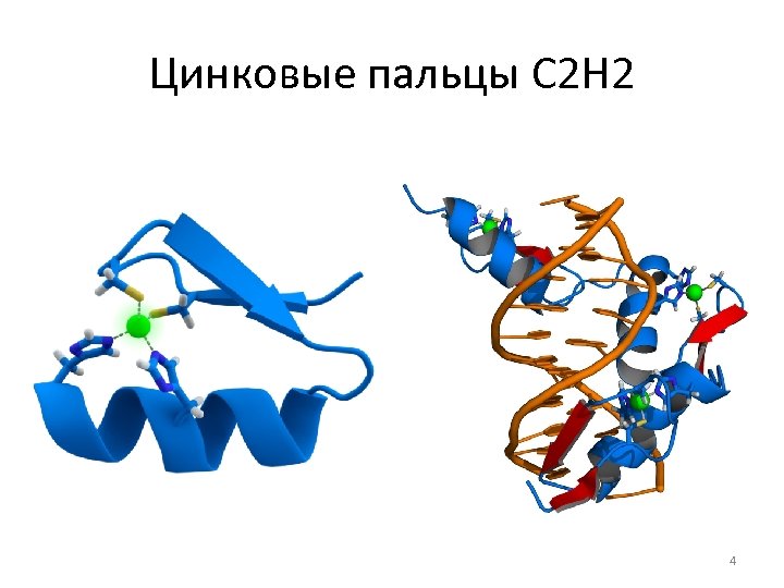 Цинковые пальцы C 2 H 2 4 