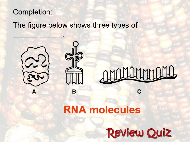 Completion: The figure below shows three types of ______. RNA molecules 