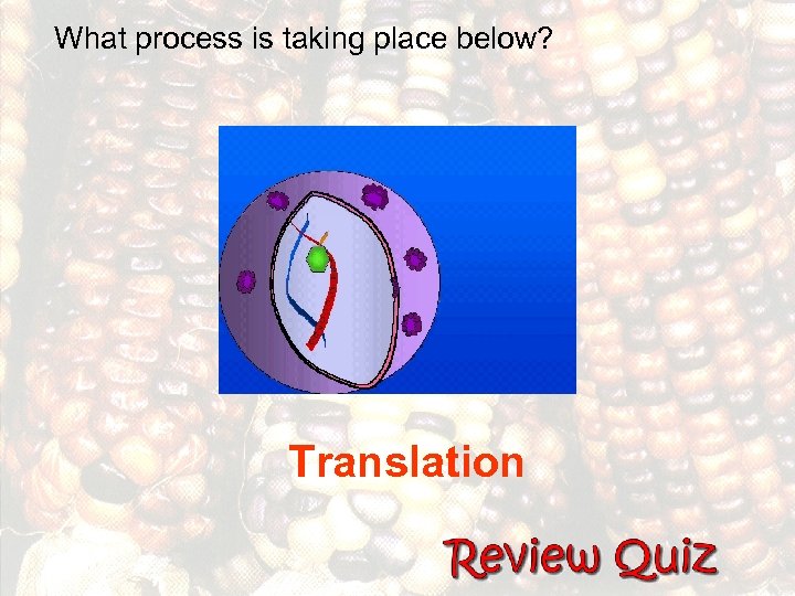 What process is taking place below? Translation 