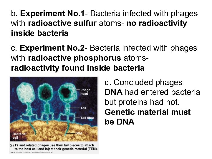 b. Experiment No. 1 - Bacteria infected with phages with radioactive sulfur atoms- no