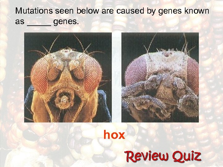 Mutations seen below are caused by genes known as _____ genes. hox 