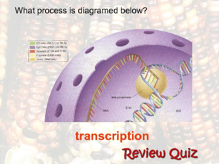 What process is diagramed below? transcription 