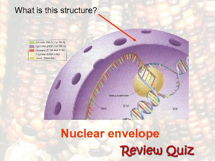 What is this structure? Nuclear envelope 