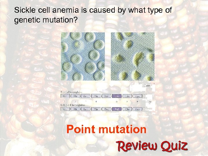 Sickle cell anemia is caused by what type of genetic mutation? Point mutation 