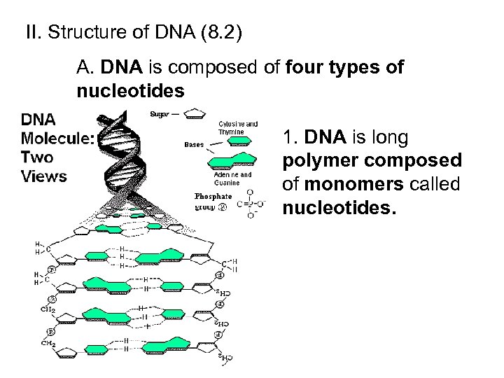 II. Structure of DNA (8. 2) A. DNA is composed of four types of