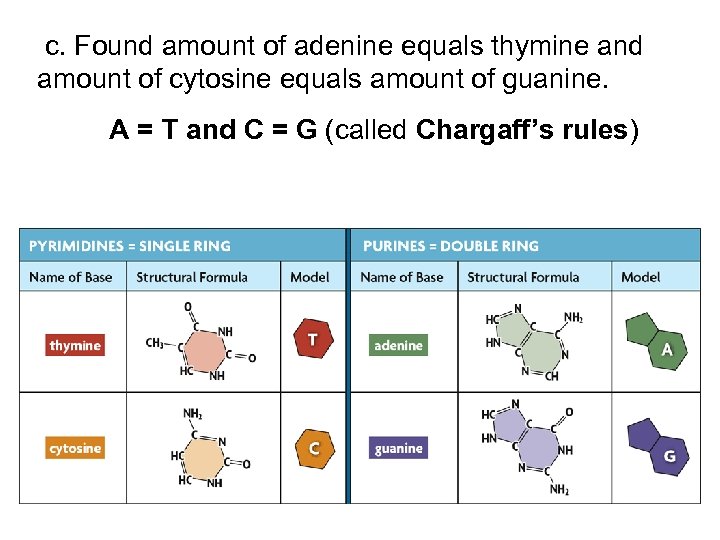  c. Found amount of adenine equals thymine and amount of cytosine equals amount