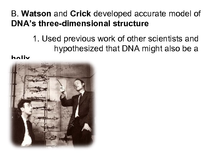 B. Watson and Crick developed accurate model of DNA’s three-dimensional structure 1. Used previous