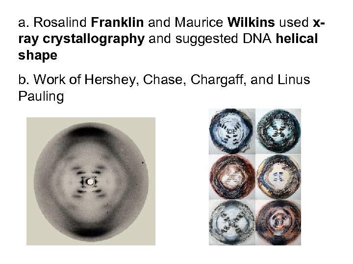 a. Rosalind Franklin and Maurice Wilkins used xray crystallography and suggested DNA helical shape