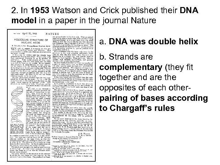 2. In 1953 Watson and Crick published their DNA model in a paper in