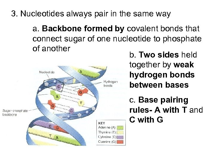 3. Nucleotides always pair in the same way a. Backbone formed by covalent bonds