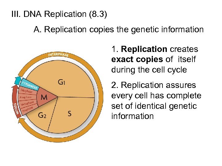 III. DNA Replication (8. 3) A. Replication copies the genetic information 1. Replication creates