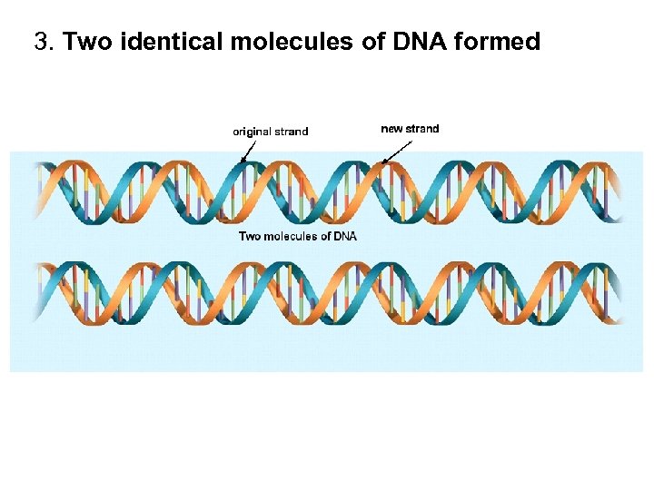 3. Two identical molecules of DNA formed 