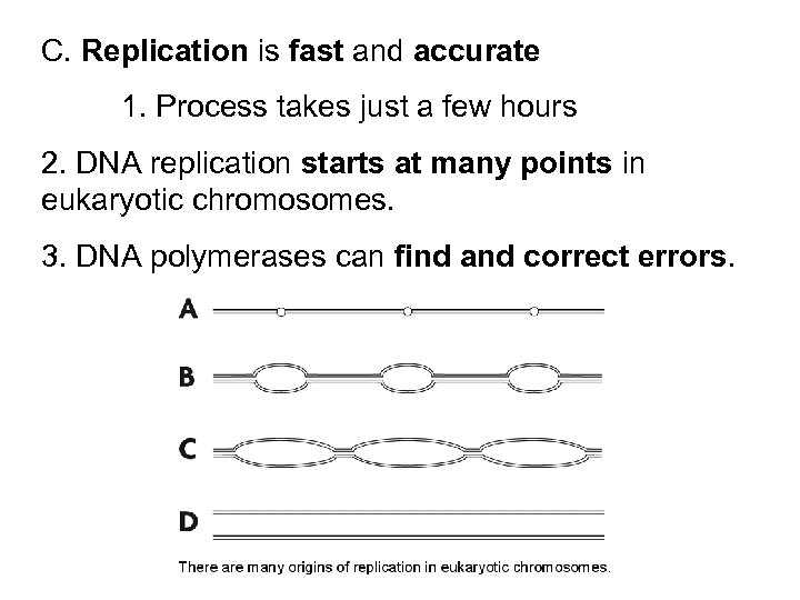 C. Replication is fast and accurate 1. Process takes just a few hours 2.