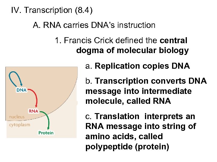 IV. Transcription (8. 4) A. RNA carries DNA’s instruction 1. Francis Crick defined the