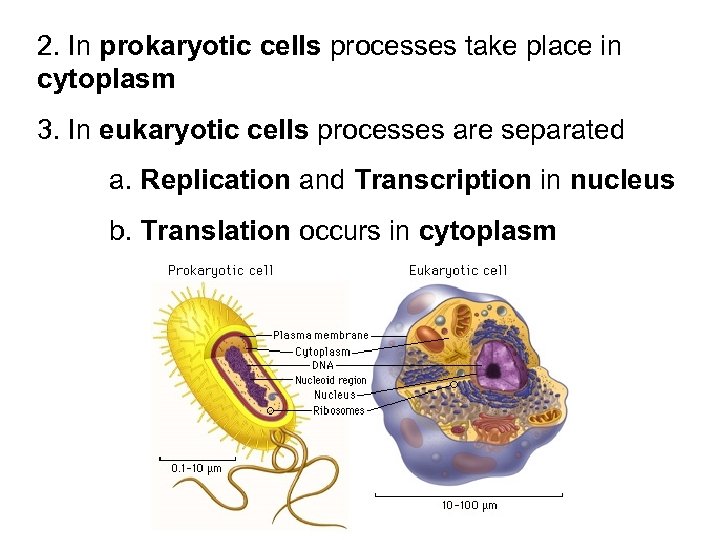 2. In prokaryotic cells processes take place in cytoplasm 3. In eukaryotic cells processes