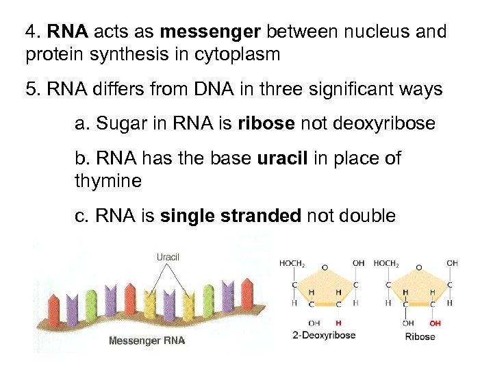 4. RNA acts as messenger between nucleus and protein synthesis in cytoplasm 5. RNA