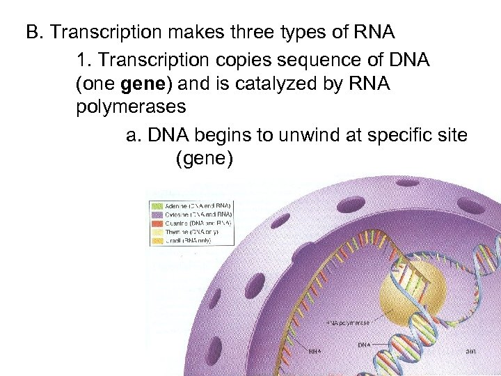 B. Transcription makes three types of RNA 1. Transcription copies sequence of DNA (one