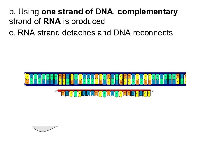 b. Using one strand of DNA, complementary strand of RNA is produced c. RNA