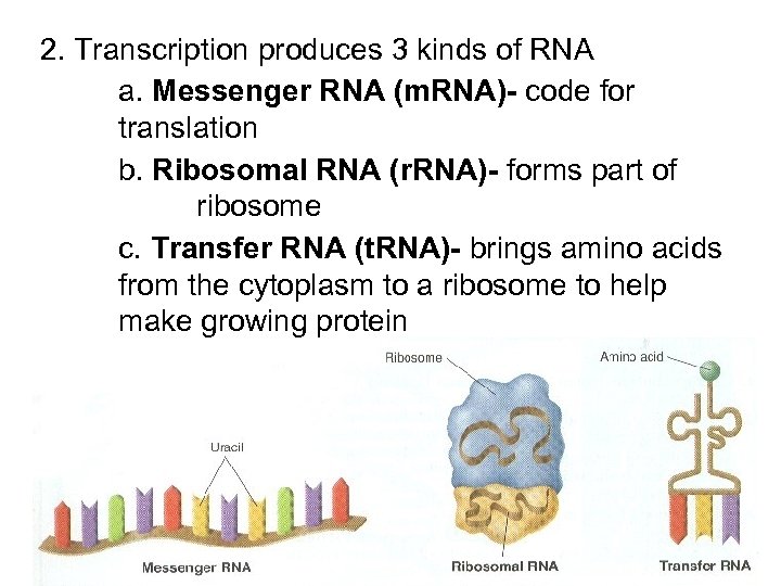 2. Transcription produces 3 kinds of RNA a. Messenger RNA (m. RNA)- code for