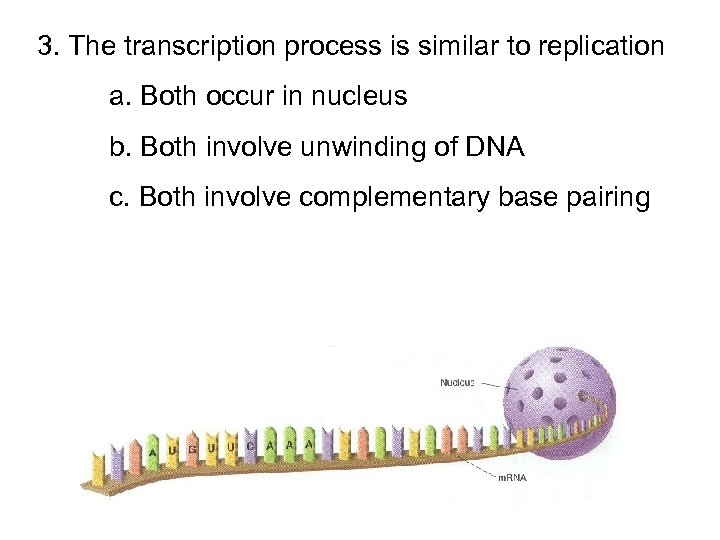 3. The transcription process is similar to replication a. Both occur in nucleus b.