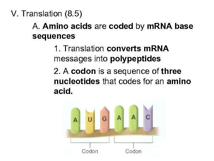 V. Translation (8. 5) A. Amino acids are coded by m. RNA base sequences