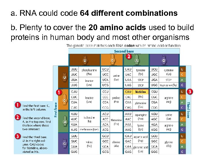 a. RNA could code 64 different combinations b. Plenty to cover the 20 amino