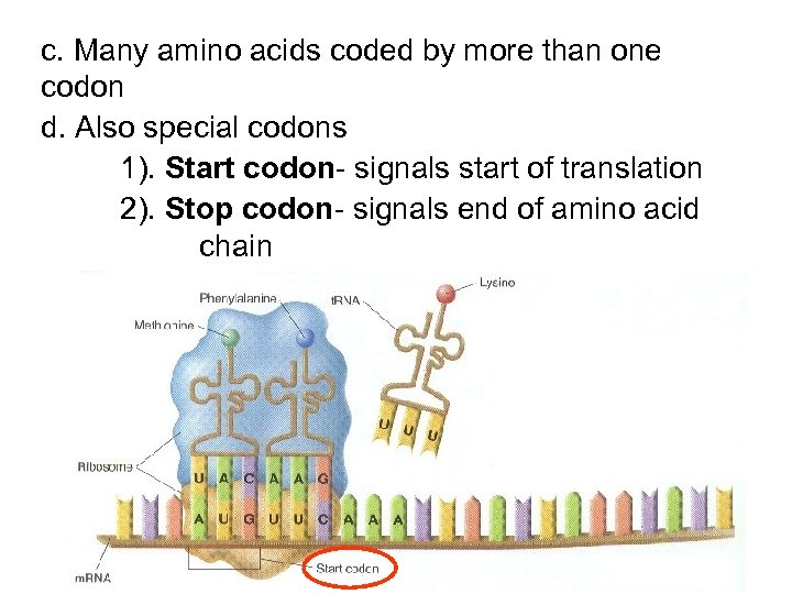 c. Many amino acids coded by more than one codon d. Also special codons