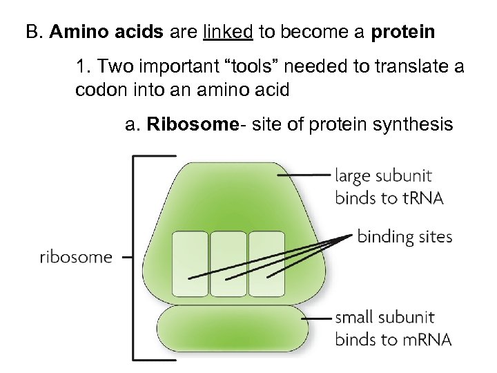 B. Amino acids are linked to become a protein 1. Two important “tools” needed